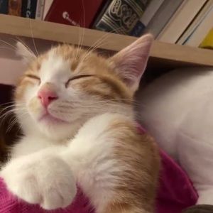 Meet your Posher, Allison